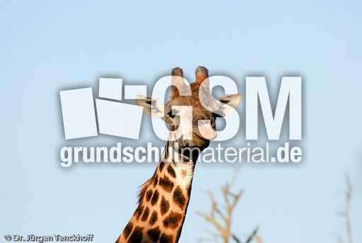 Giraffe (56 von 94).jpg